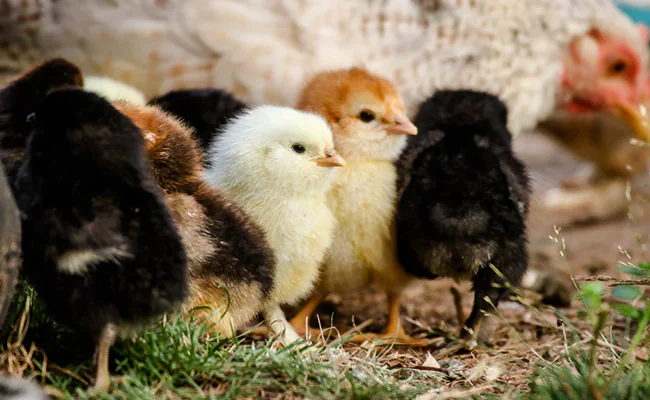 Tử vi hôm nay cho rằng tuổi Dậu dễ rơi vào trạng thái khó chịu khi những chuyện không vui trong quá khứ bất ngờ bị nhắc lại