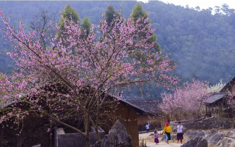 Sắc hoa xuân phủ kín núi rừng Hà Giang