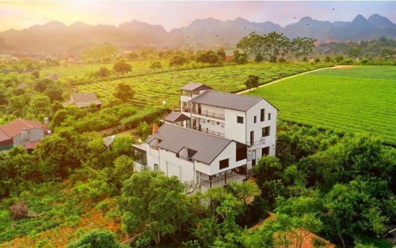 Khung cảnh đồi chè xanh mướt bao quanh Mộc Châu Cottage Homestay