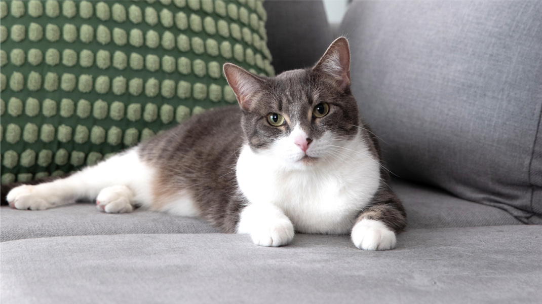 Người tuổi Mão chỉ cần kiên định với kế hoạch đã đề ra từ trước là hoàn toàn có thể đạt được mục tiêu mong muốn