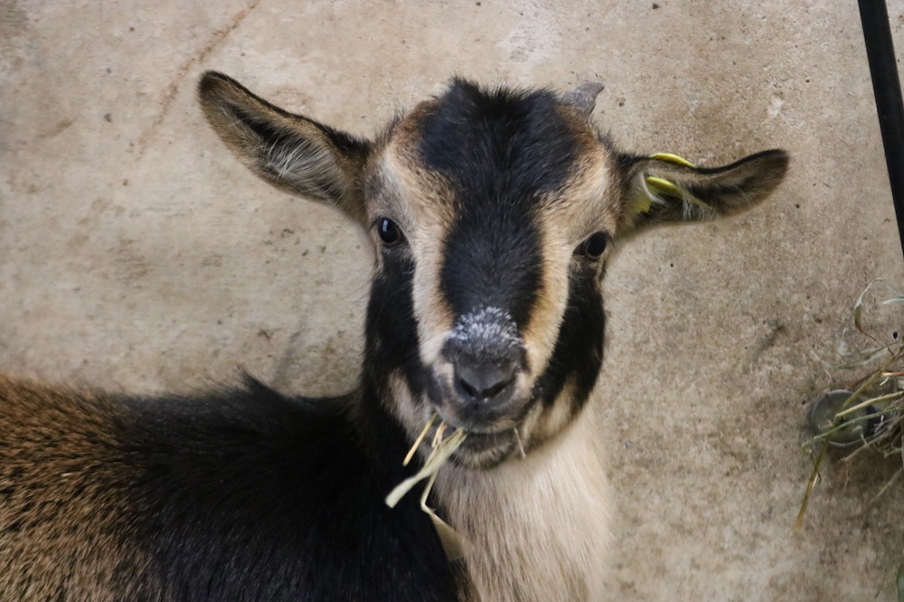 Vận trình trong ngày cuối tuần của tuổi Mùi chưa thực sự thuận lợi và suôn sẻ như mong đợi