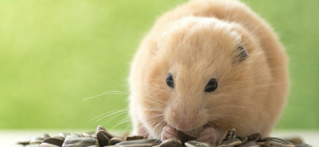 Vận trình trong ngày của người tuổi Tý chưa thực sự thuận lợi 