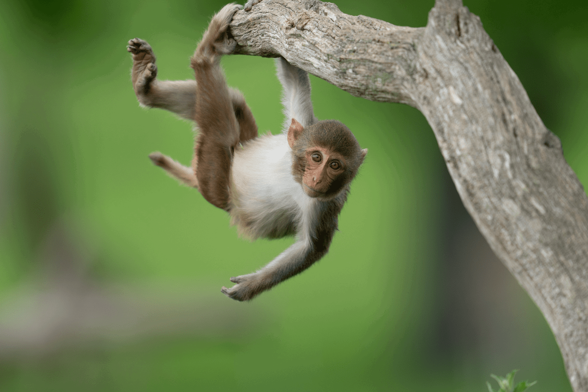 Thứ 2 này mang tới cho tuổi Thân những bước tiến tích cực trên con đường công danh sự nghiệp