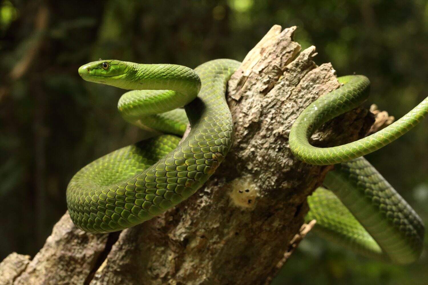 Tử vi hôm nay dự báo rằng tuổi Tỵ có thể gặp phải những xung đột với người thân hoặc đồng nghiệp