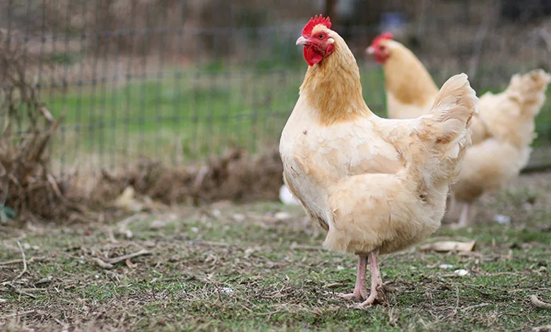 Người tuổi Dậu được khuyên không nên quá khắt khe hay ép buộc bản thân vào khuôn khổ cứng nhắc