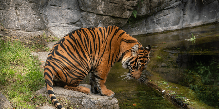 Tử vi hôm nay cho rằng người tuổi Dần sẽ trải qua một ngày tràn ngập yêu thương