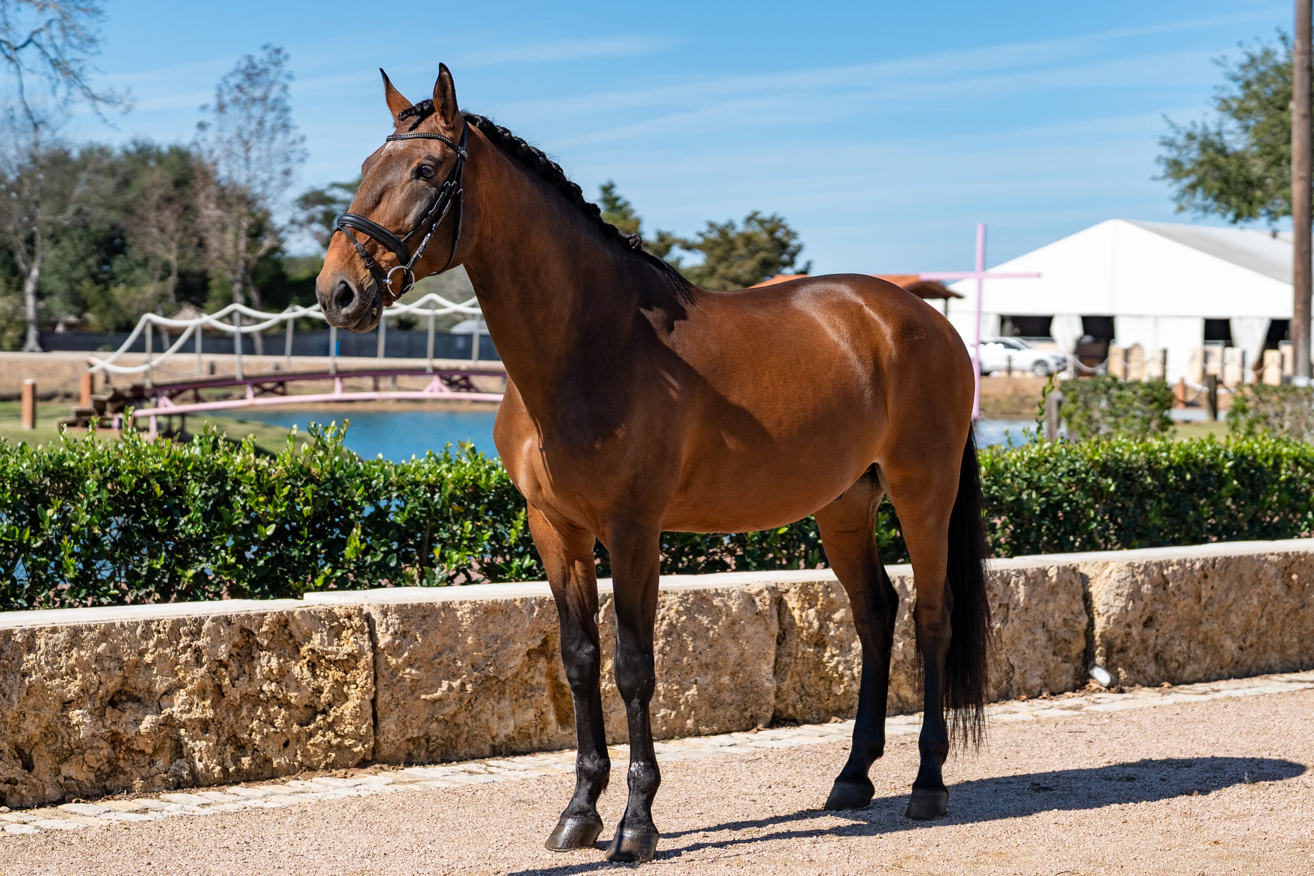 Hôm nay là một ngày thứ 4 yên bình với người tuổi Ngọ