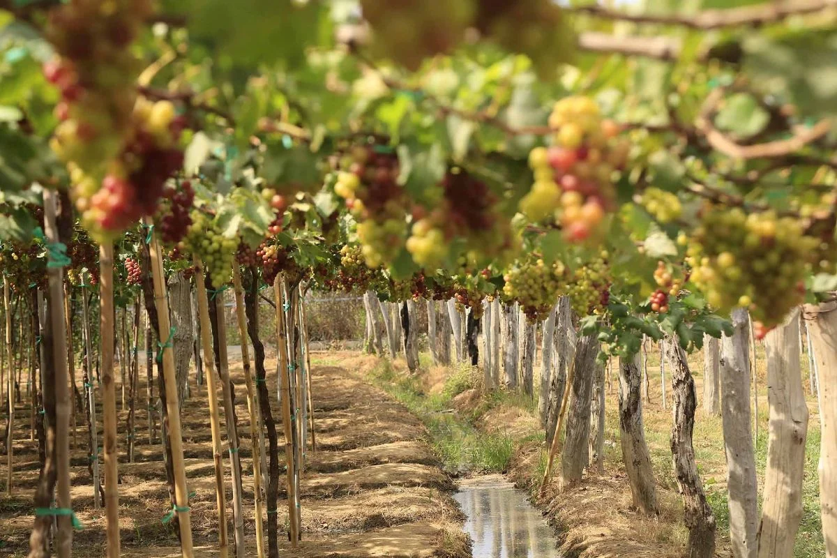 Du khách đến Ninh Thuận để trải nghiệm hái nho tại vườn