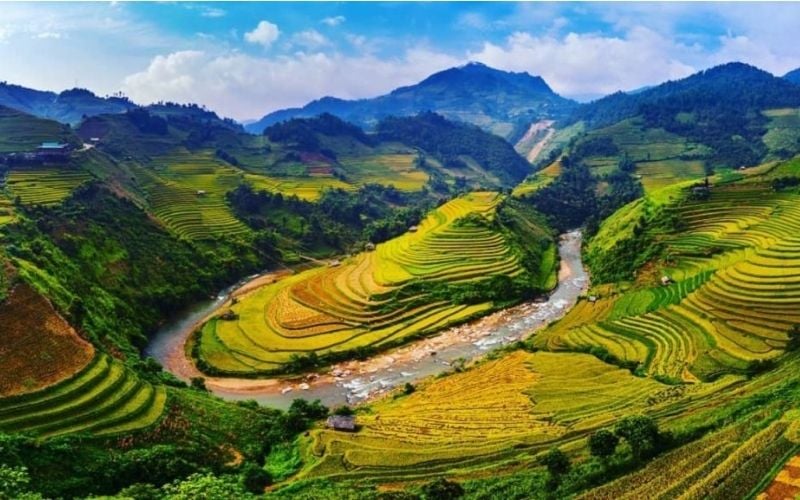 Mường Hoa rực rỡ trong mùa lúa chín