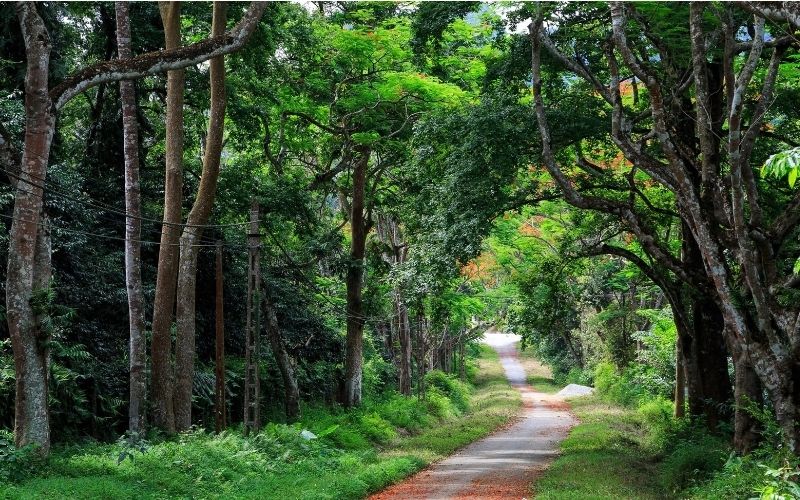 Vẻ đẹp xanh mát của Vườn quốc gia Cúc Phương