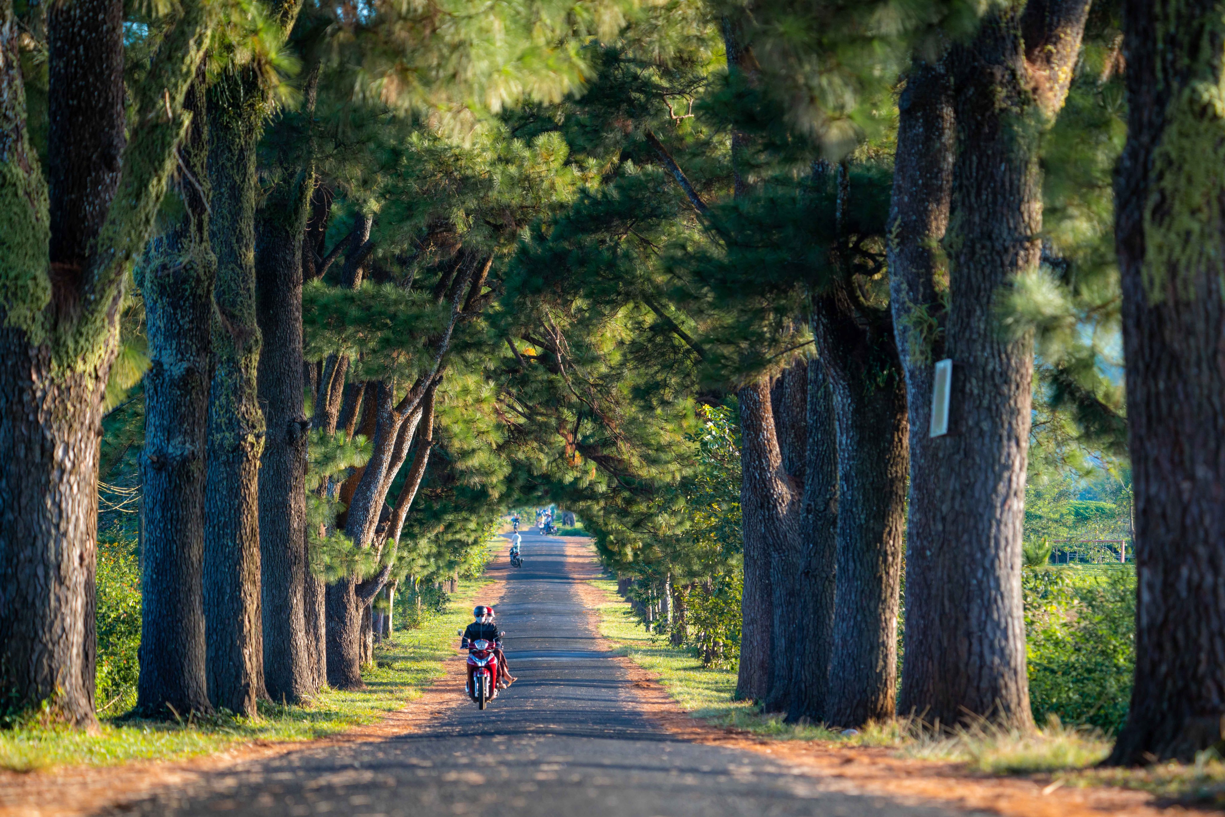 Hàng thông đẹp như tranh vẽ tại Pleiku 