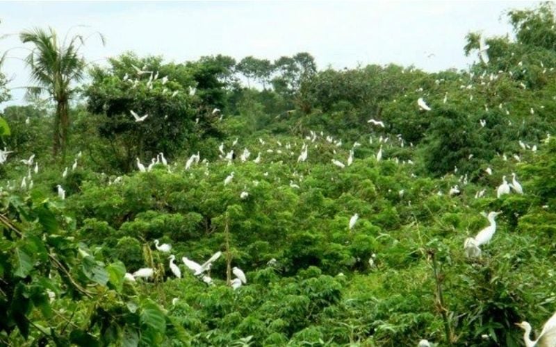 Đàn cò bay rợp trời tại vườn cò Bằng Lăng