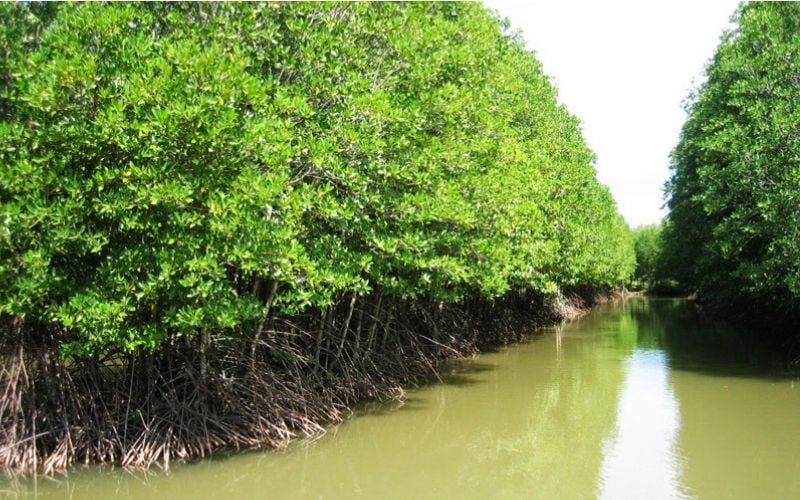 Rừng đước Năm Căn xanh ngút ngàn đặc trưng vùng ngập mặn