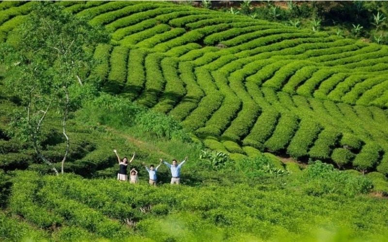 Đồi chè Cầu Đất xanh mướt giữa biển mây sáng sớm