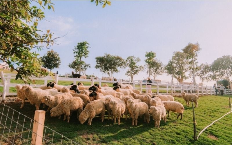 Không gian xanh mát tại Chika Farm với nhiều loài vật dễ thương