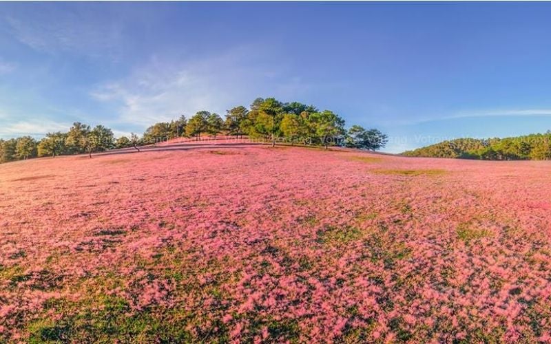 Đồi cỏ hồng lung linh trong ánh nắng sớm