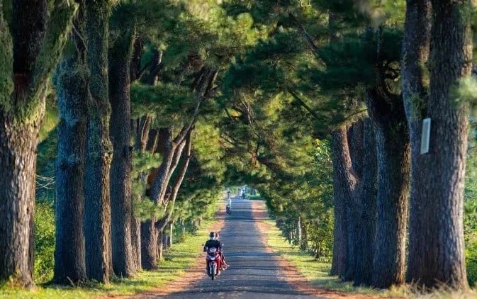 Hàng thông trăm tuổi ở Gia Lai