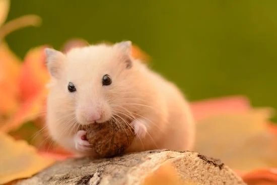 Vận trình trong ngày của người tuổi Tý chưa thực sự thuận lợi như mong đợi