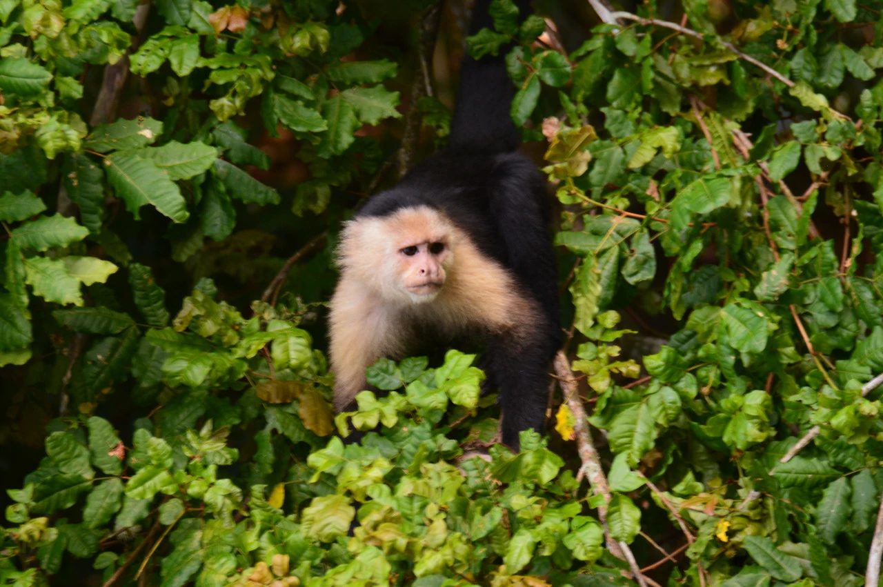 Người tuổi Thân được khuyên không nên quá khắt khe mà đặt áp lực nặng nề lên bản thân 