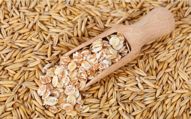 Yến mạch nguyên chất có màu trắng sữa hoặc hơi ngả vàng tự nhiên