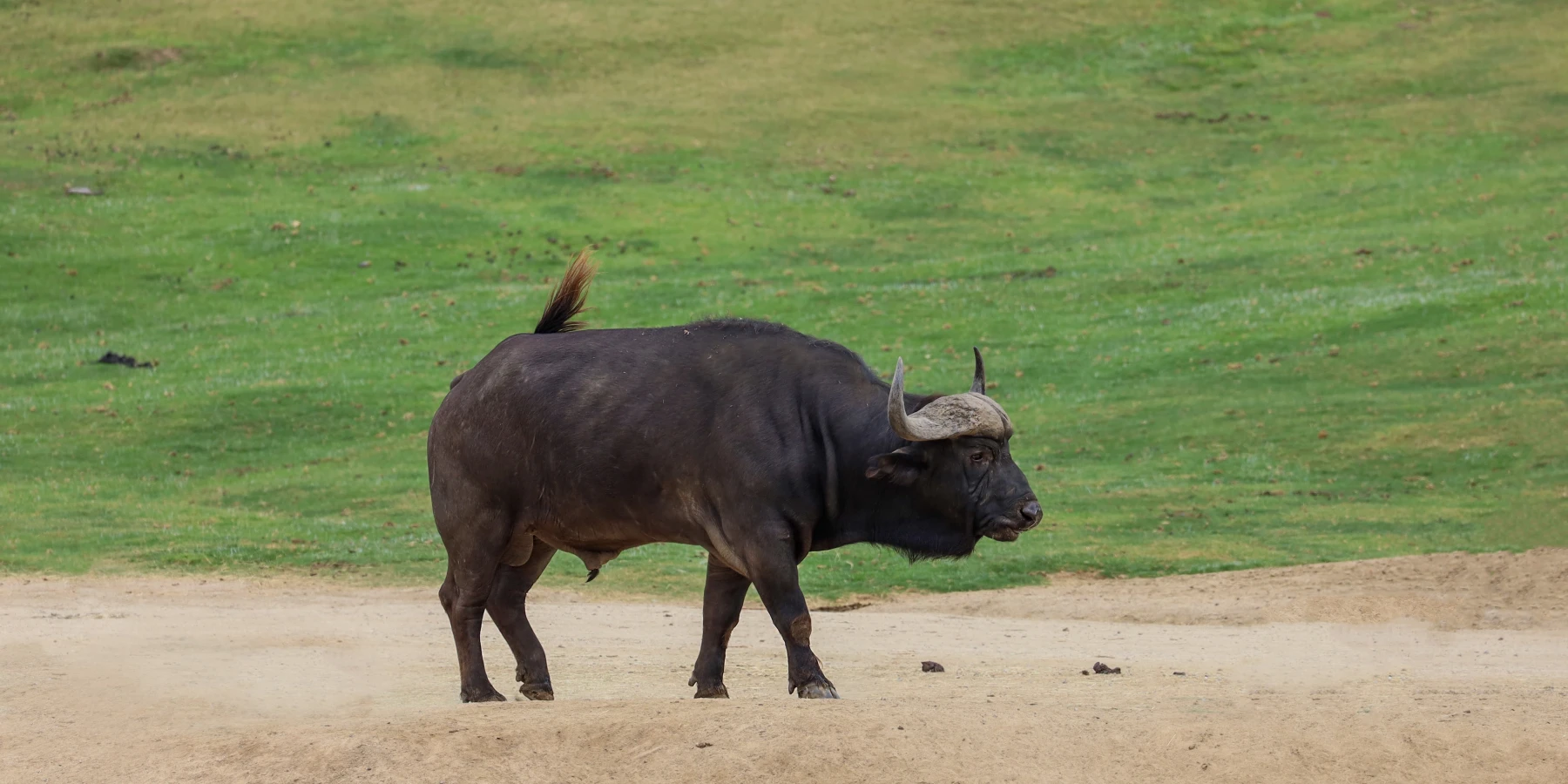 Nhờ có sự giúp đỡ từ quý nhân nên mọi vấn đề trong ngày của người tuổi Sửu đều được giải quyết ổn thỏa