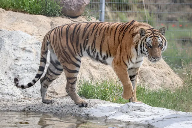 Dù là ngày cuối tuần nhưng con đường sự nghiệp của người tuổi Dần lại diễn ra vô cùng suôn sẻ và thuận lợi 