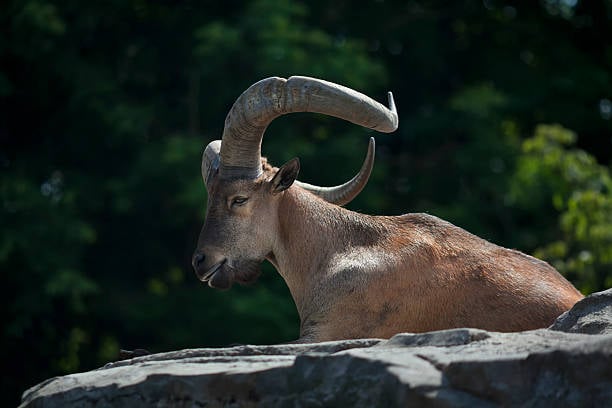 Hôm nay tuổi Mùi có sự tham vọng to lớn trong suy nghĩ và cả hành động, bạn nên biết tận dụng nó để phát triển sự nghiệp