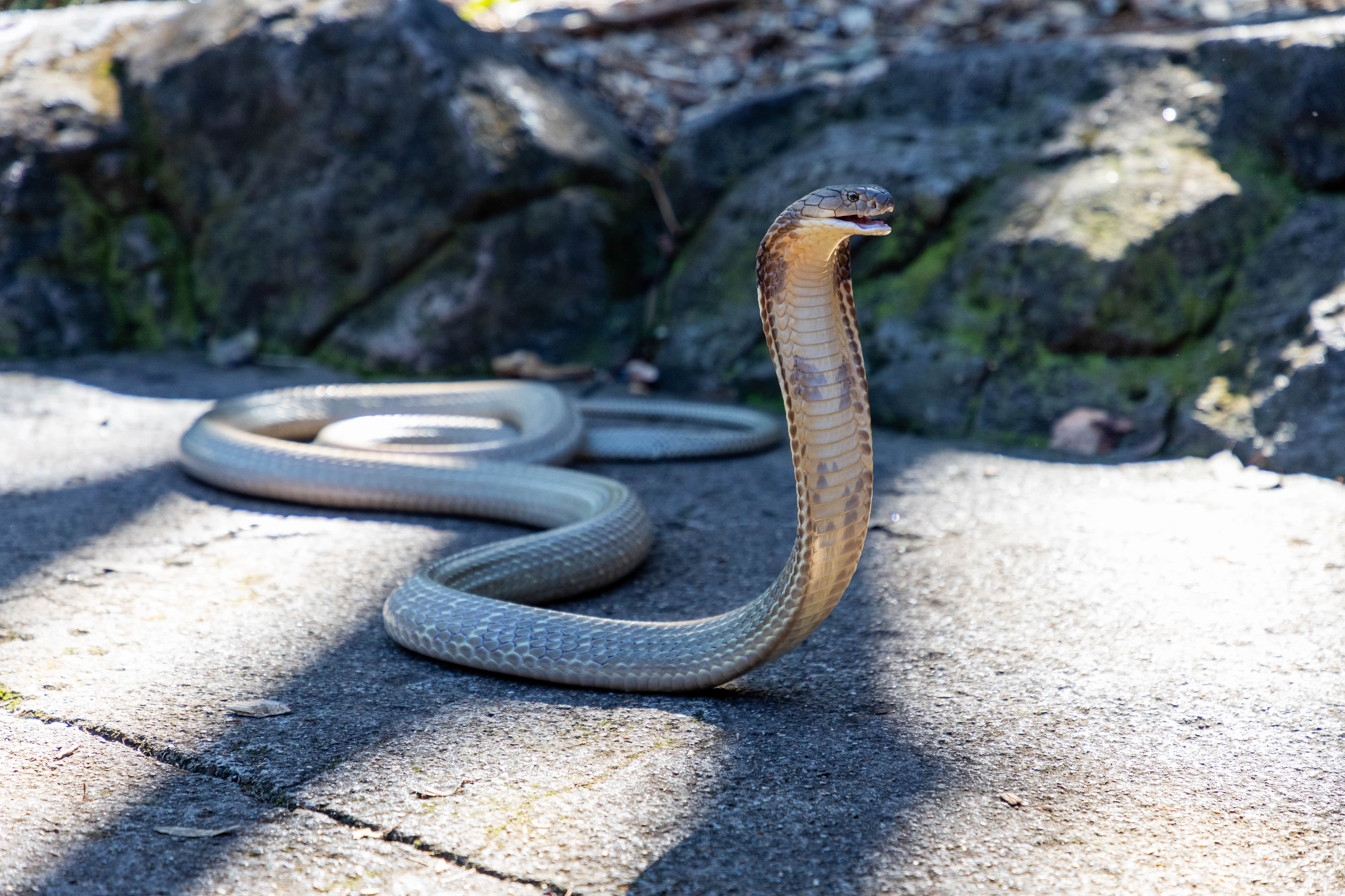 Nhờ cục diện tam hợp hỗ trợ nên tình hình tài chính trong ngày của tuổi Tỵ vô cùng thuận lợi, tiền bạc thu về tay đáng kể