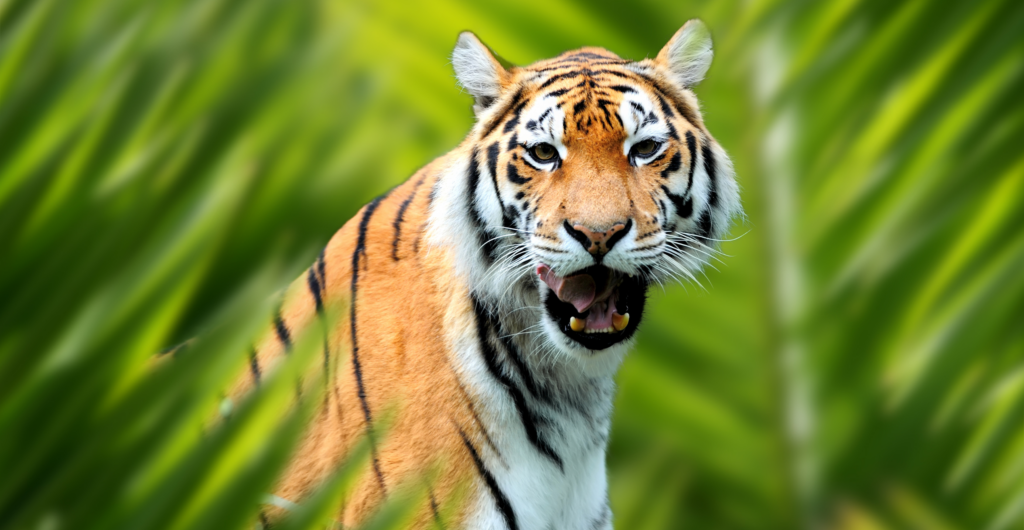 Tử vi hôm nay dự báo rằng người tuổi Dần sẽ đón nhận được nhiều tín hiệu tích cực trong khía cạnh tài lộc