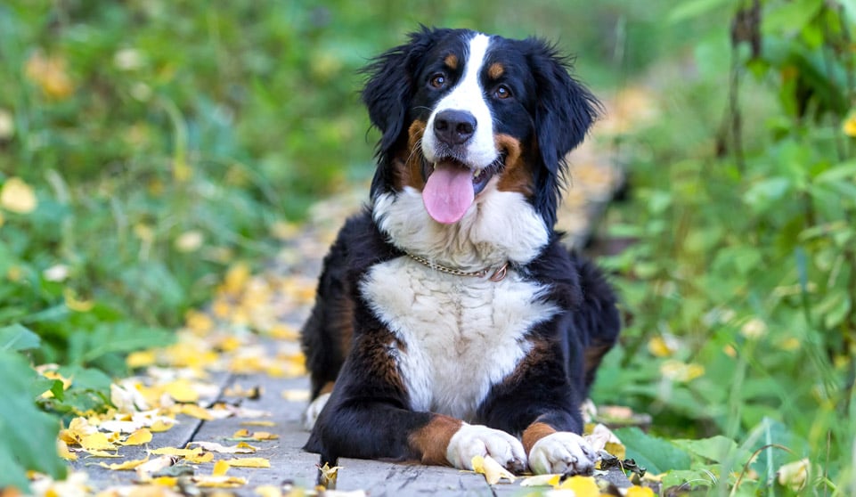 Hôm nay tuổi Tuất có thể sẽ phải đối diện với những áp lực và phiền muộn liên tiếp