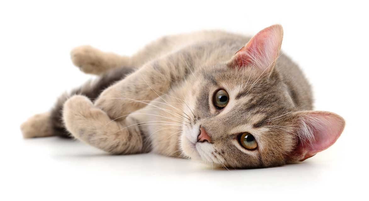 Hôm nay người tuổi Mão có thể vướng vào những thị phi không đáng có