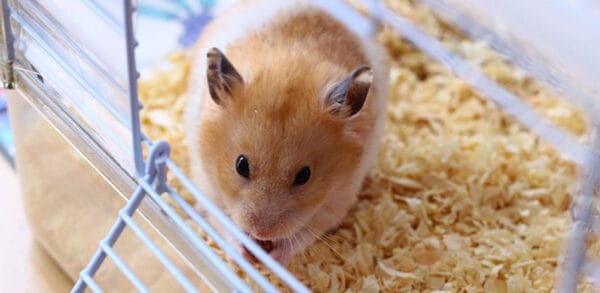 Người tuổi Tý được khuyên nên kiểm soát cảm xúc tốt hơn, tránh nóng vội mà ảnh hưởng tới kết quả sau này