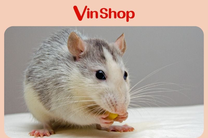 1 số bí quyết khi áp dụng các cách diệt chuột tại cửa hàng tạp hóa